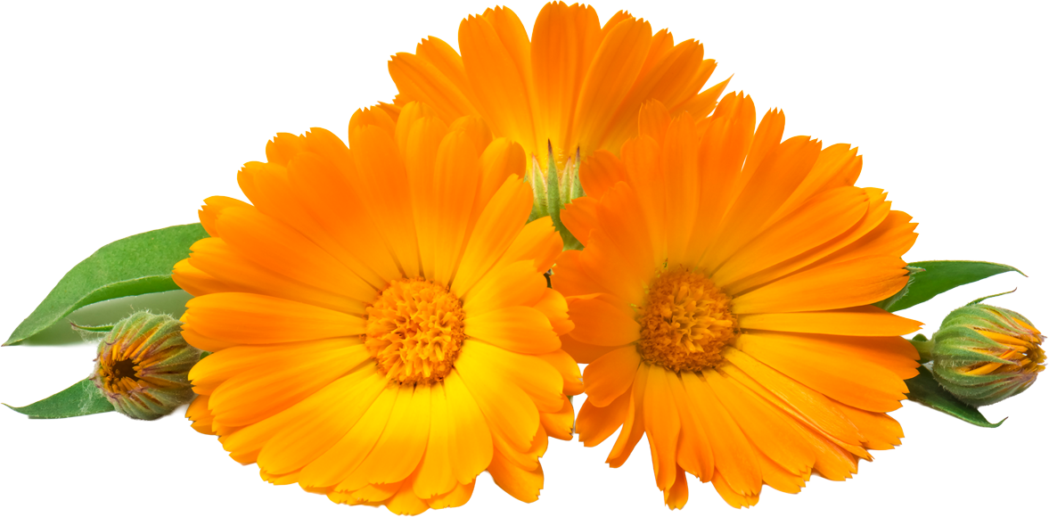 Forge Wrinkle Defense Tallow Balm